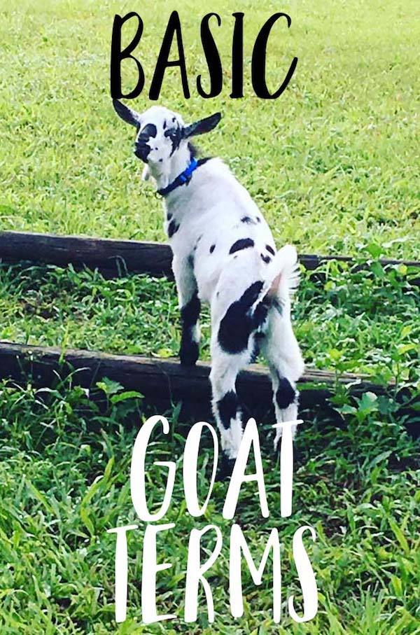 Basic Goat Terms for Beginners