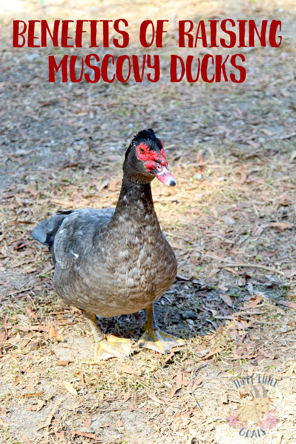 Benefits Of Raising Muscovy Ducks Three Little Goats