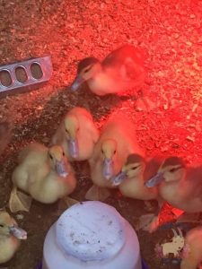Benefits of Raising Muscovy Ducks