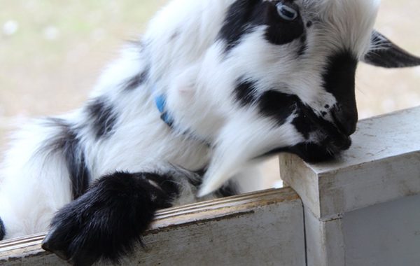 Questions to ask before you buy a goat