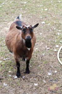 Questions to ask before you buy a goat