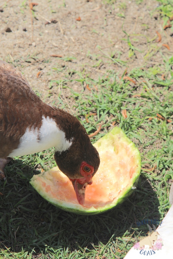 best feed for muscovy ducks