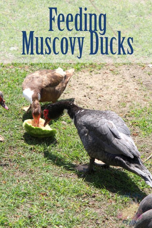 What Do Muscovy Ducks Eat? | Three Little Goats