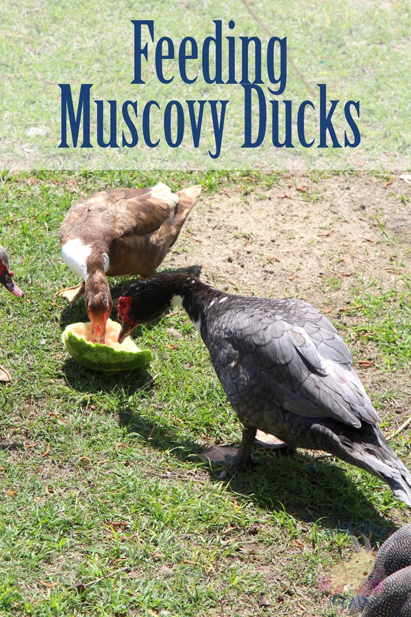 What Do Muscovy Ducks Eat?