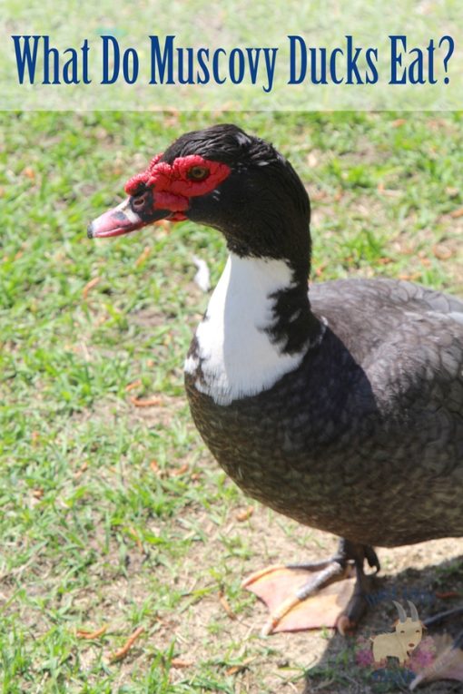 What Do Muscovy Ducks Eat? Three Little Goats