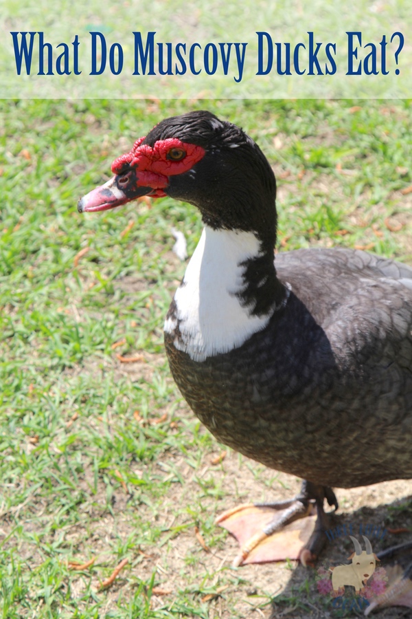 What Do Muscovy Ducks Eat?
