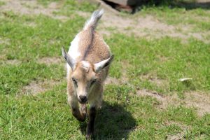 Nigerian Dwarf Goats for sale