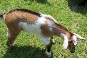 Nigerian Dwarf Goats for sale