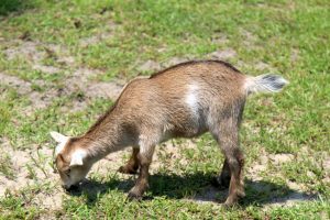 Nigerian Dwarf Goats for sale