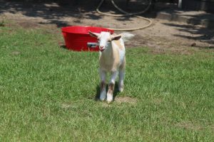 Nigerian Dwarf Goats for sale