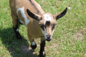 Nigerian Dwarf Goats for sale