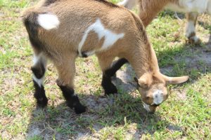 Nigerian Dwarf Goats for sale