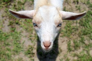 Nigerian Dwarf Goats for sale