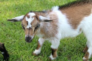 Nigerian Dwarf Goats for sale