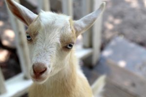 Nigerian Dwarf Goats for sale