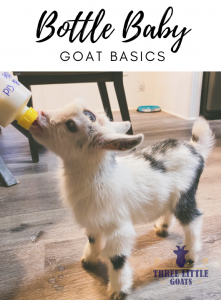 Bottle Feeding Goats - The Basics