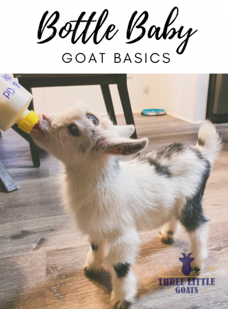 Bottle Feeding Goats – The Basics | Three Little Goats