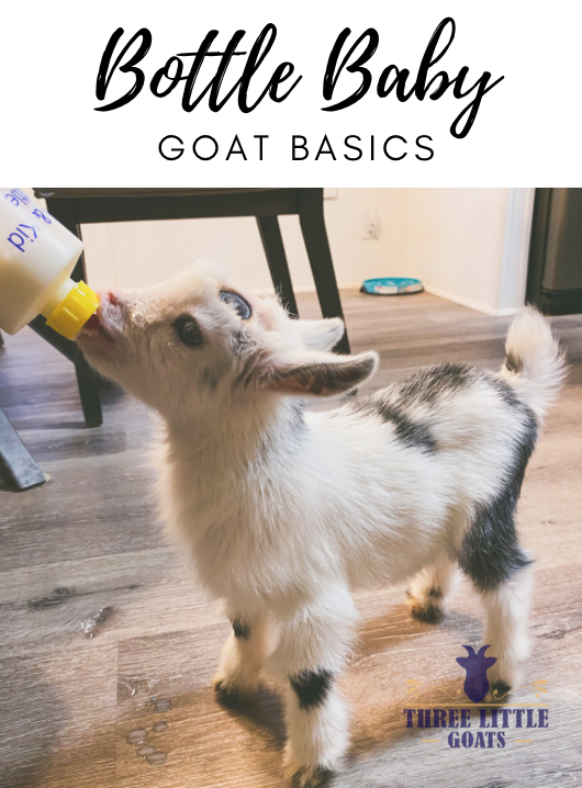 Bottle Feeding Goats The Basics Three Little Goats