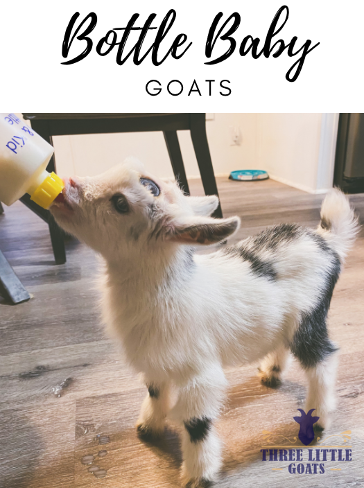 Bottle Feeding Goats – The Basics