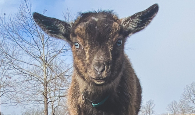 Raising Goats in the Winter