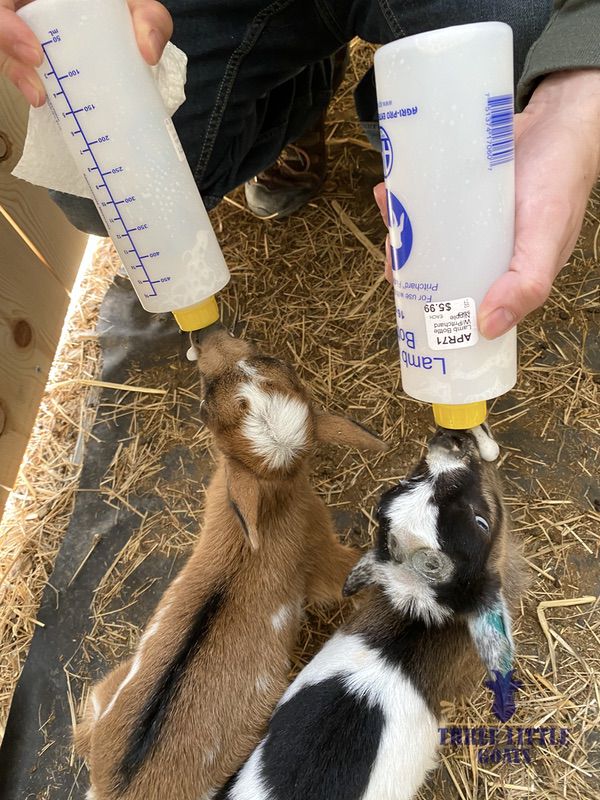 You Get a Bottle Baby Goat