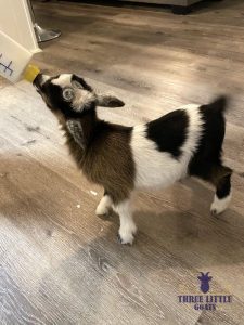 What to Know Before You Get a Bottle Baby Goat