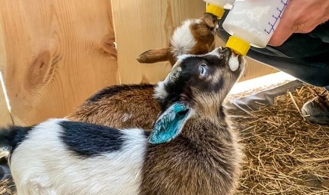 You Get a Bottle Baby Goat