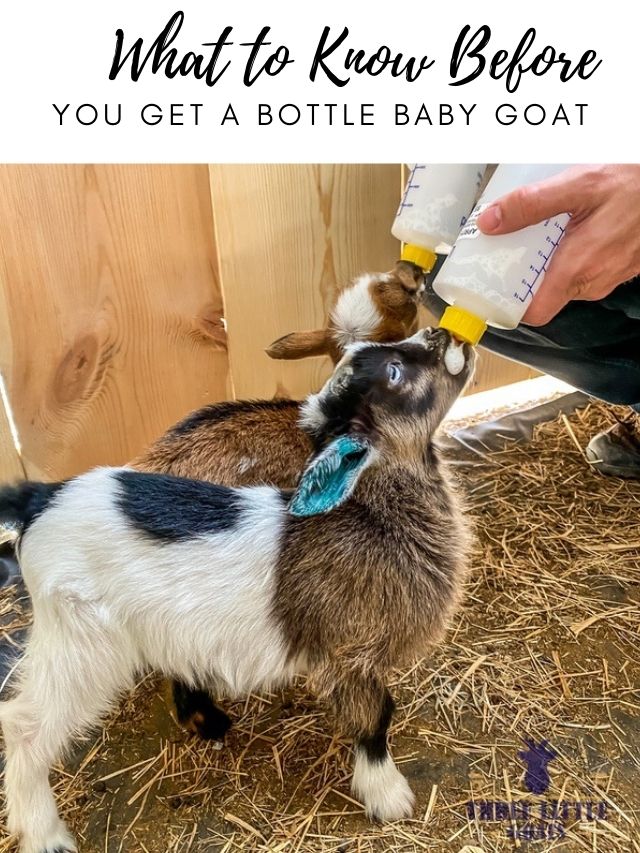 You Get A Bottle Baby Goat Three Little Goats