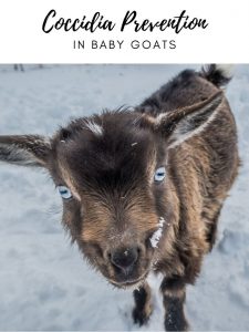 coccidia Prevention in Baby Goats