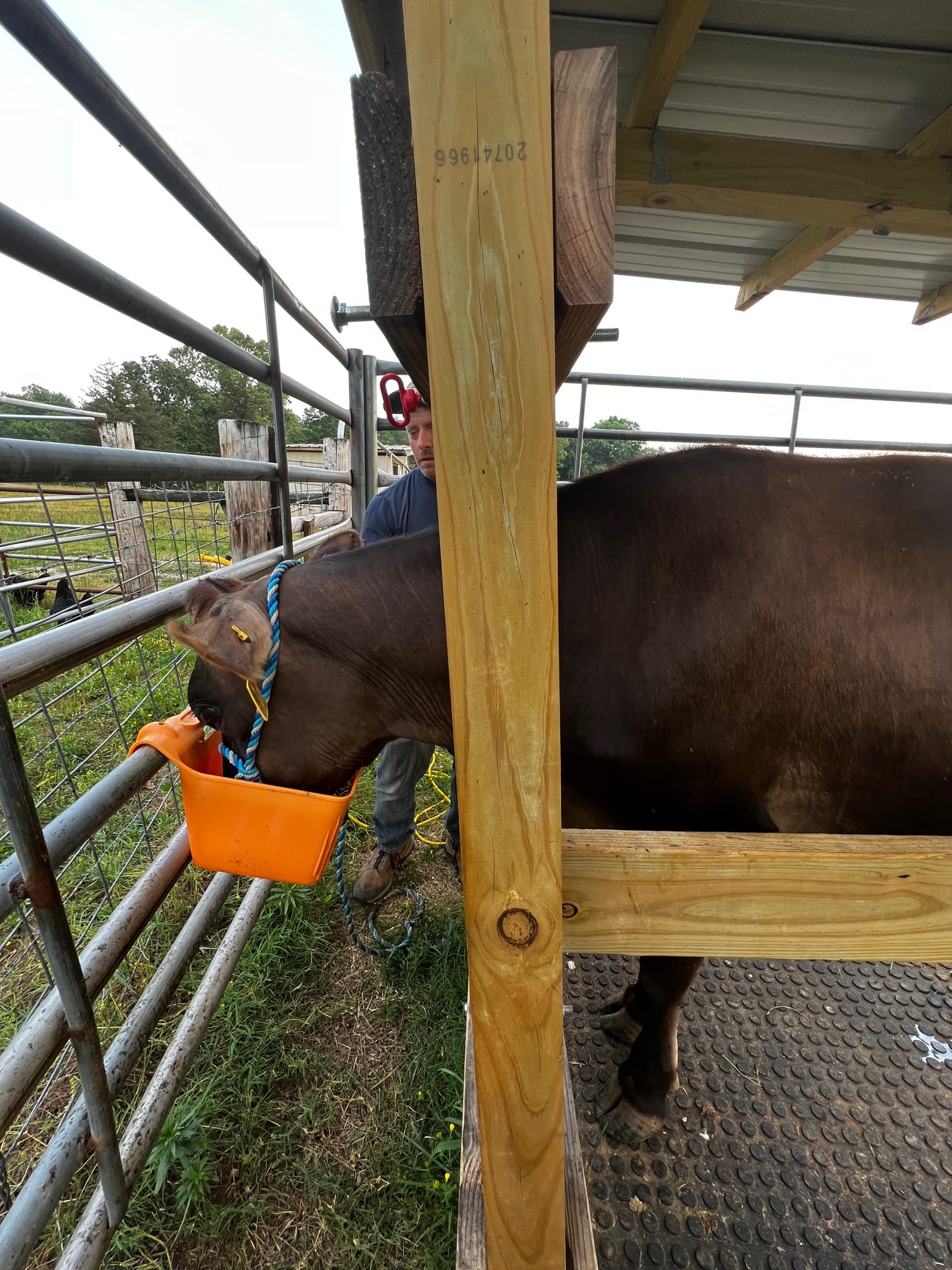 What to ask your raw milk farmer
