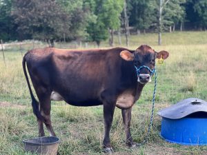 What to Ask Before You Buy Your First Milk Cow