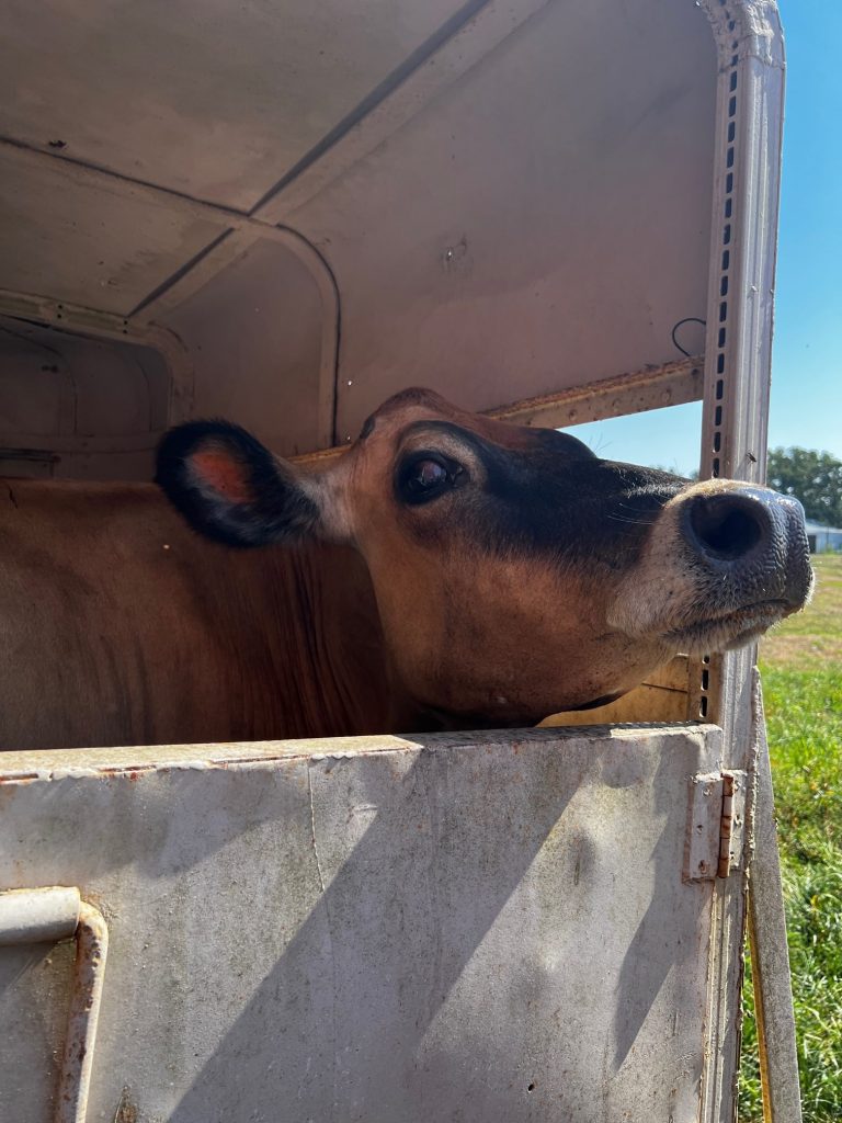 What to Ask Before You Buy Your First Milk Cow