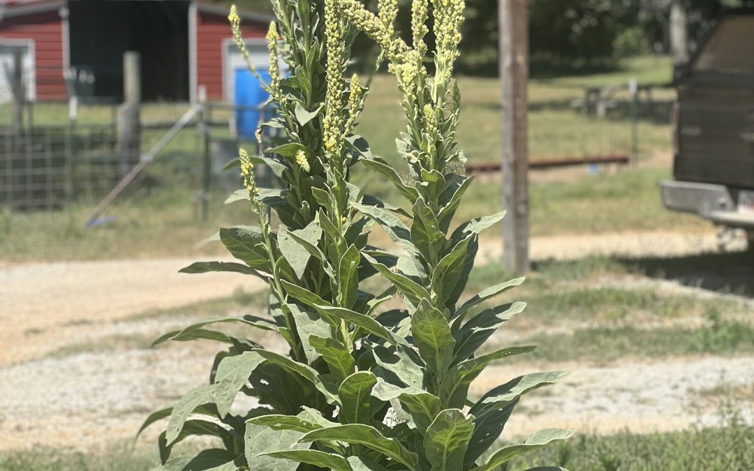 The Amazing Benefits of Mullein!
