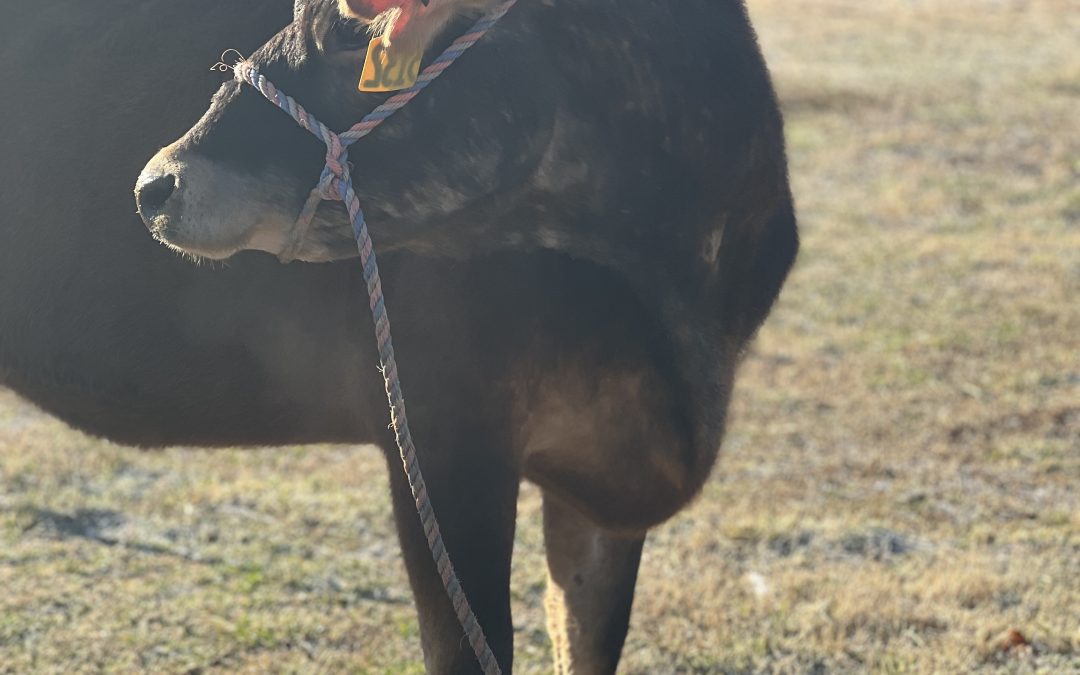 Step-by-Step Guide on How to Halter Break a Cow