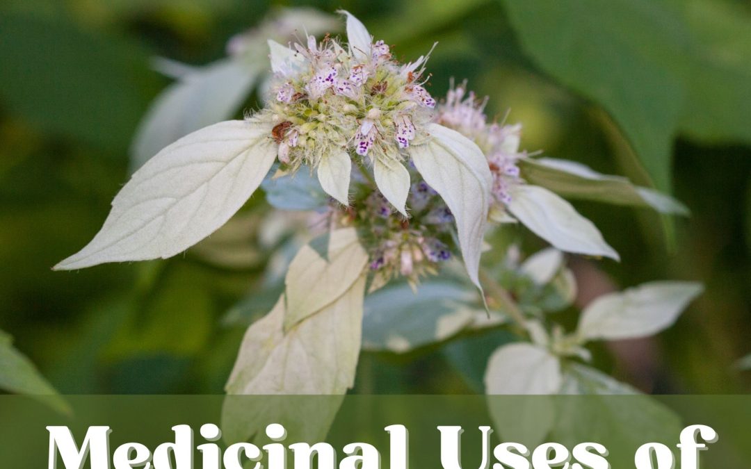 The Medicinal Uses of Mountain Mint: Benefits, Applications, and How to Use It