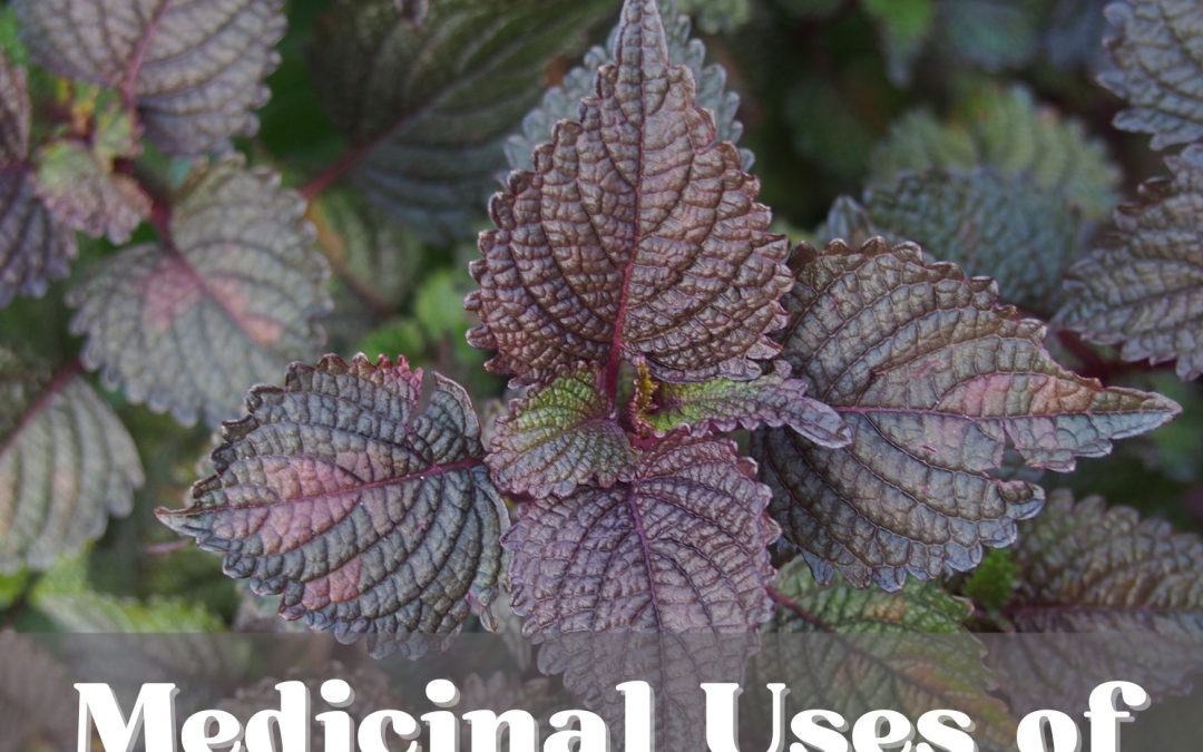 Medicinal Uses of Perilla Mint: Benefits, Applications, and Precautions