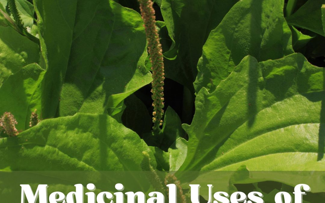 The Medicinal Benefits and Uses of Broadleaf Plantain (Plantago major)